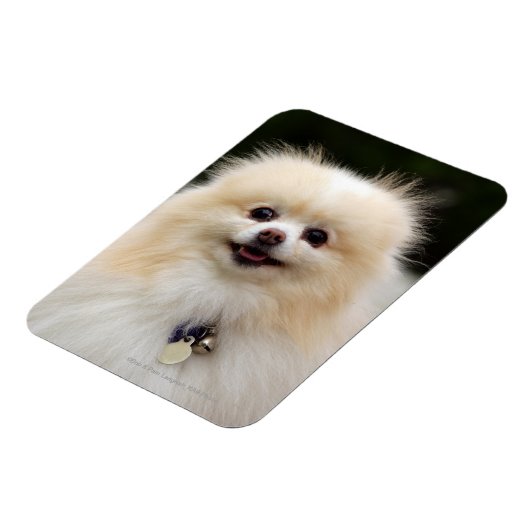 Pommern Headshot 1 Magneet (Linkerzijde)