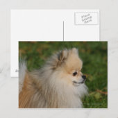 Pommern Headshot 2 Briefkaart (Voorkant / Achterkant)