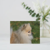 Pommern Headshot 2 Briefkaart (Staand voorkant)