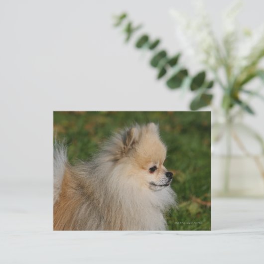 Pommern Headshot 2 Briefkaart (Staand voorkant)