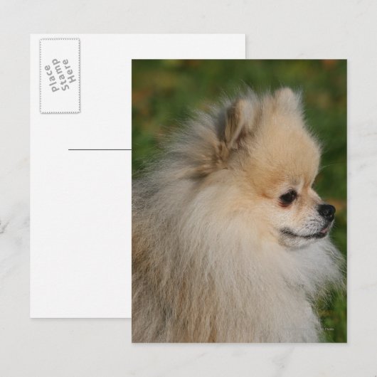 Pommern Headshot 2 Briefkaart (Voorkant / Achterkant)