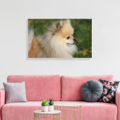 Pommern Headshot 2 Canvas Afdruk (Insitu (Woonkamer))