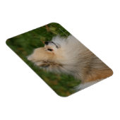 Pommern Headshot 2 Magneet (Rechterzijde)