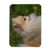 Pommern Headshot 2 Magneet (Verticaal)