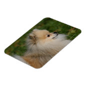 Pommern Headshot 2 Magneet (Linkerzijde)