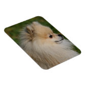 Pommern Headshot 2 Magneet (Rechterzijde)