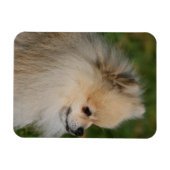 Pommern Headshot 2 Magneet (Horizontaal)