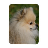 Pommern Headshot 2 Magneet (Verticaal)