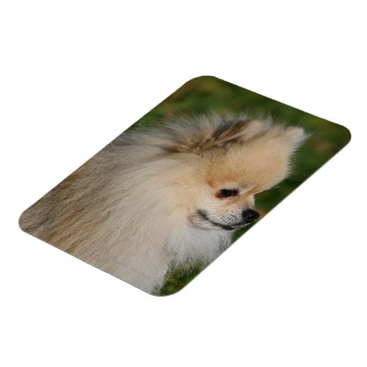 Pommern Headshot 2 Magneet (Linkerzijde)