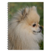 Pommern Headshot 2 Notitieboek (Voorkant)