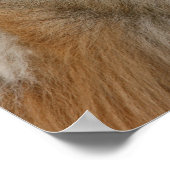 Pommern Headshot 2 Poster (Hoek)