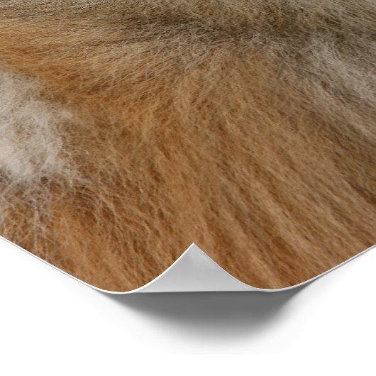 Pommern Headshot 2 Poster (Hoek)