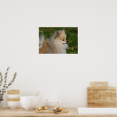 Pommern Headshot 2 Poster (Keuken)