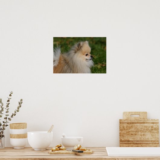 Pommern Headshot 2 Poster (Keuken)