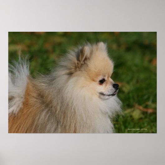 Pommern Headshot 2 Poster (Voorkant)