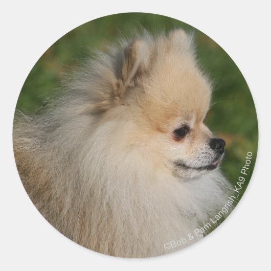 Pommern Headshot 2 Ronde Sticker (Voorkant)