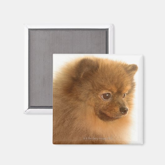 Pommern Magneet (Voorkant / Achterkant)