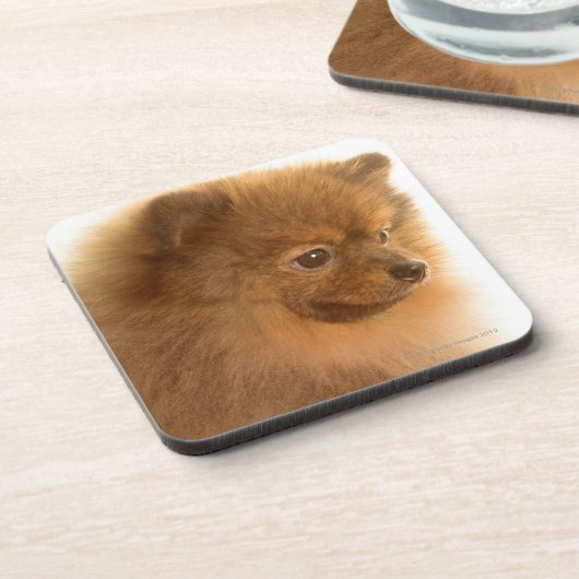 Pommern Onderzetter (Linkerzijde)