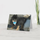 Pommerse feestkledij ~ Verjaardag Kaart (Voorkant)