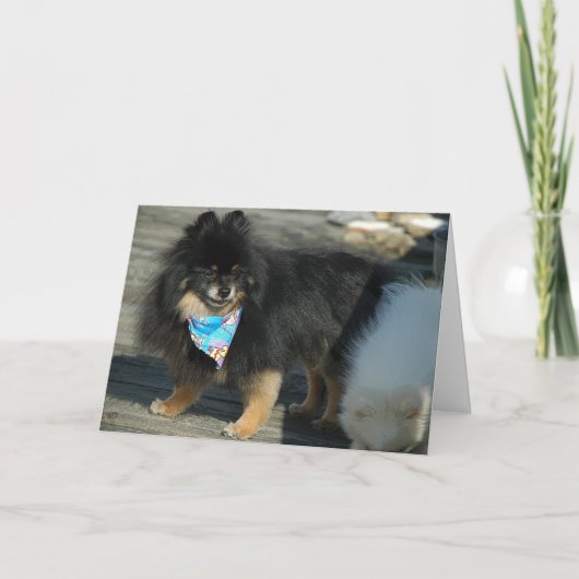 Pommerse feestkledij ~ Verjaardag Kaart (Voorkant)