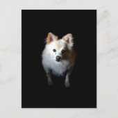Pommerse hond in het donker briefkaart (Voorkant)