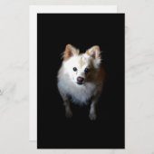 Pommerse hond in het donker briefpapier (Voorkant / Achterkant)