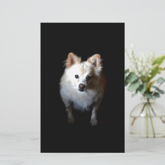 Pommerse hond in het donker briefpapier (Staand voorkant)