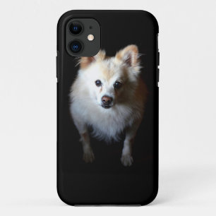 Pommerse hond in het donker iPhone 11 hoesje