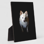 Pommerse hond in het donker fotoplaat (Zijkant)