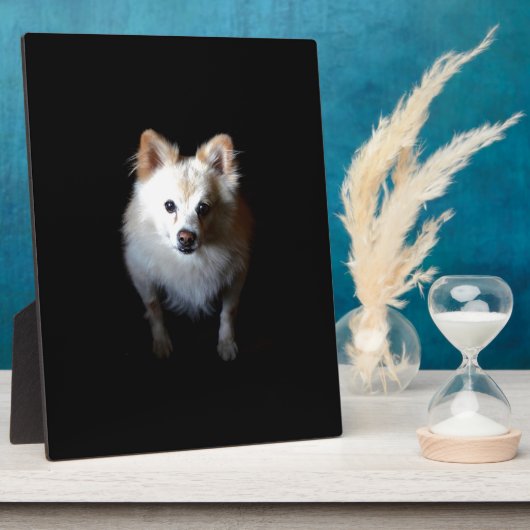 Pommerse hond in het donker fotoplaat (Zijkant)