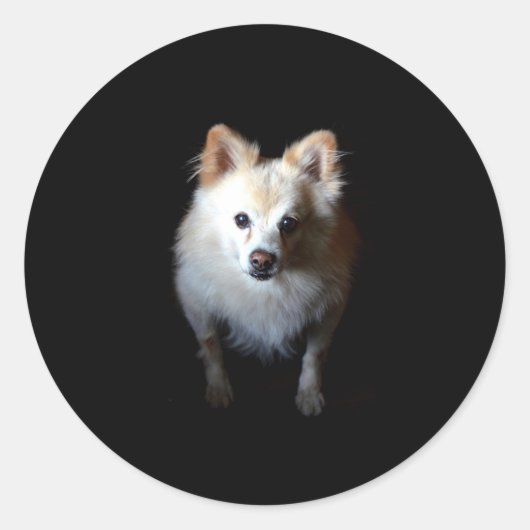 Pommerse hond in het donker ronde sticker (Voorkant)