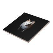 Pommerse hond in het donker tegeltje (Zijkant)