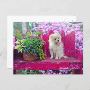 Pommerse Hond Lila Bloemen Rustieke Tuin Bench Briefkaart