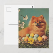 Pommerse hond Pasen Briefkaart (Voorkant / Achterkant)