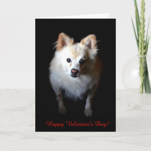 Pommerse Hond Wishing Happy Valentijnsdag Kaart (Voorkant)