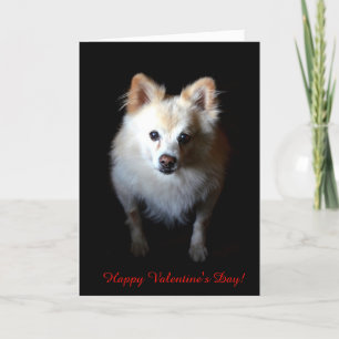 Pommerse Hond Wishing Happy Valentijnsdag Kaart