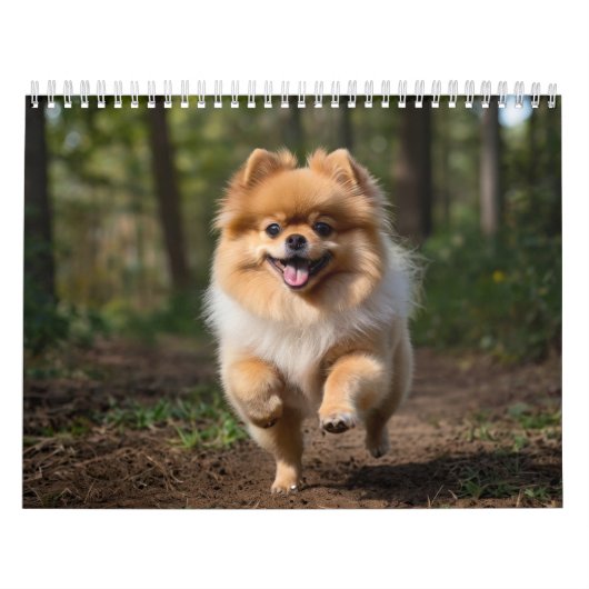 Pommerse kalender 2025 (Hoes)