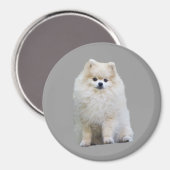 Pommerse magneet (Voorkant / Achterkant)