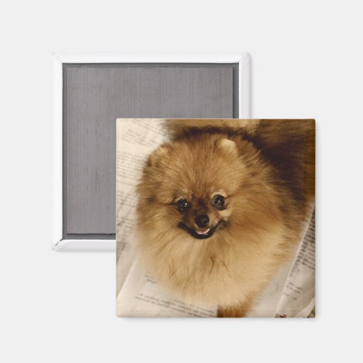 Pommerse magneet (Voorkant / Achterkant)