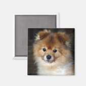 Pommerse magneet - "Baby" (Voorkant / Achterkant)