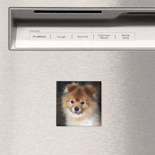 Pommerse magneet - "Baby" (Insitu (Vaatwasser))