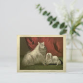  Pommerse maltese hondenportret Briefkaart (Staand voorkant)