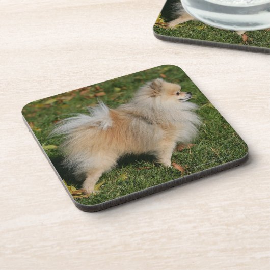 Pommerse Permanente Bier Onderzetter (Linkerzijde)