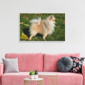 Pommerse Permanente Canvas Afdruk (Insitu (Woonkamer))