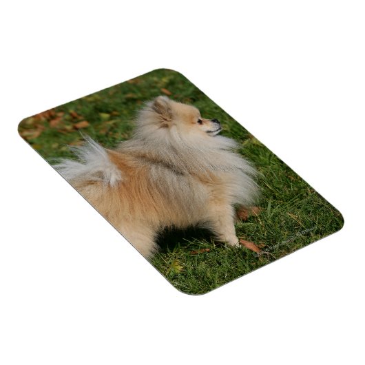 Pommerse Permanente Magneet (Rechterzijde)