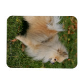 Pommerse Permanente Magneet (Horizontaal)