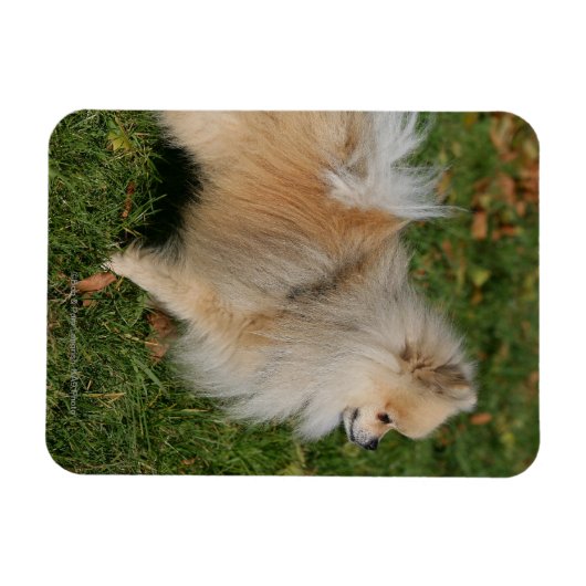 Pommerse Permanente Magneet (Horizontaal)