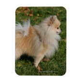 Pommerse Permanente Magneet (Verticaal)