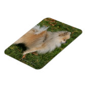 Pommerse Permanente Magneet (Linkerzijde)