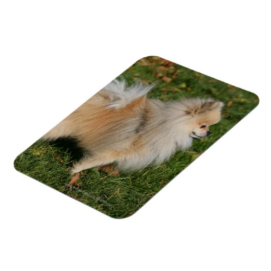 Pommerse Permanente Magneet (Linkerzijde)